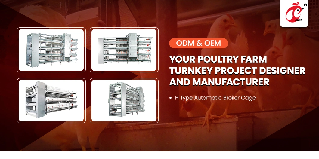 Bestchickencage China Chicken Coop House Supplier H Frame Automatic Boriler Cages OEM Custom Wood Material Hen Crate